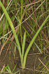 Coastal false asphodel